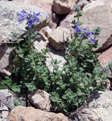 Nepeta supina