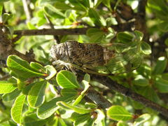 Cicadatra