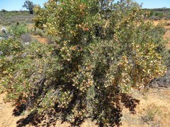 Dodonaea viscosa angustissima
