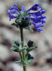 Nepeta supina