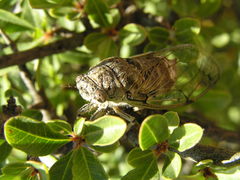 Cicadatra