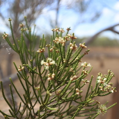 Melaleuca foliolosa