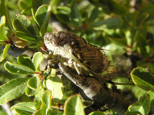 Cicadatra platyptera
