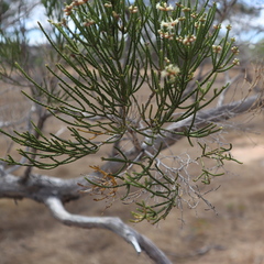 Melaleuca foliolosa