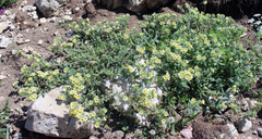Nonea alpestris