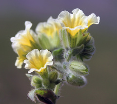 Nonea alpestris
