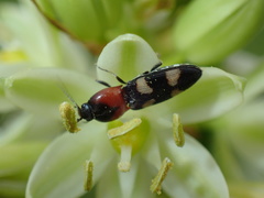 Cardiophorinae