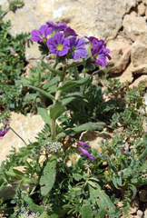 Nonea versicolor