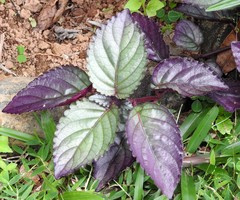 Hemigraphis alternata