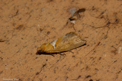 Pyrgotis pyramidias