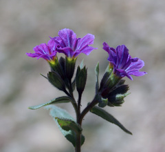 Nonea versicolor