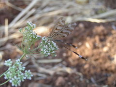 Nemoptera aegyptiaca