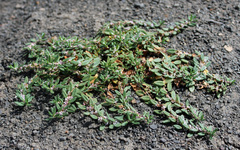 Polygonum alpestre