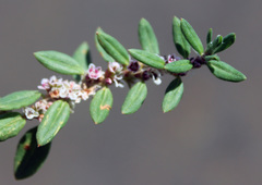 Polygonum alpestre