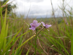 Nemesia denticulata