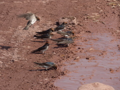 Petrochelidon fluvicola