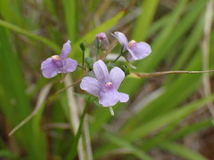 Nemesia denticulata