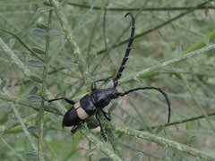 Lissonotus flavocinctus
