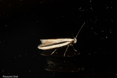 Kiwaia monophragma