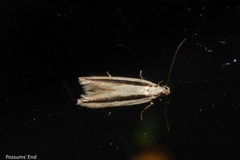 Kiwaia monophragma