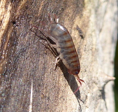 Talitriator eastwoodae