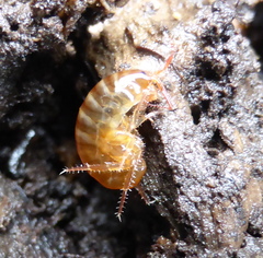 Talitriator eastwoodae