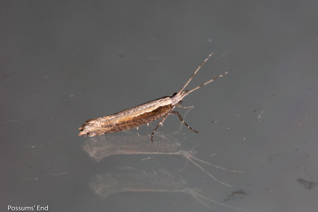 Plutella antiphona