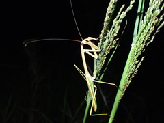 Tenodera superstitiosa