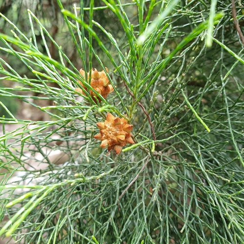 Gymnostoma australianum observed 2020-11-21