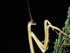 Tenodera superstitiosa