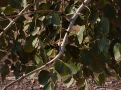 Butea monosperma