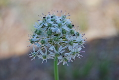 Allium tulipifolium