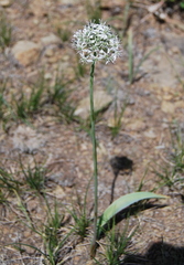 Allium tulipifolium