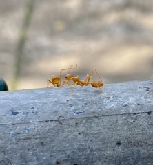 Oecophylla smaragdina