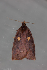 Planotortrix excessana