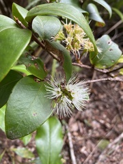 Metrosideros albiflora
