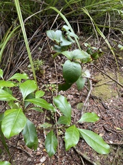 Metrosideros albiflora