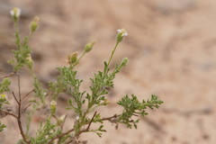 Vittadinia dissecta hirta