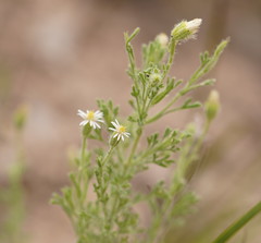 Vittadinia dissecta hirta