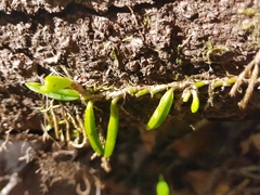 Bulbophyllum shepherdii