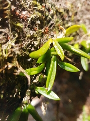 Bulbophyllum shepherdii