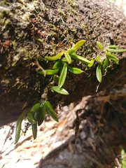 Bulbophyllum shepherdii
