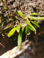 Bulbophyllum shepherdii