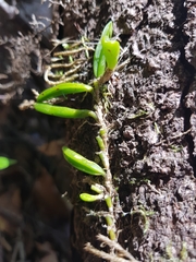 Bulbophyllum shepherdii