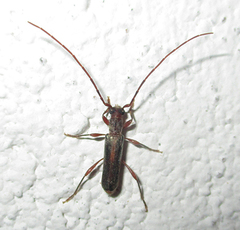 Ossibia fuscata