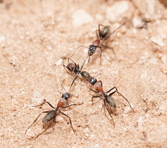 Camponotus ephippium