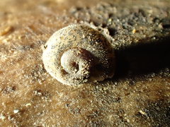 Helminthoglypta petricola