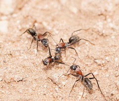 Camponotus ephippium