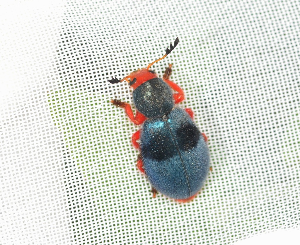 Bark-gnawing, Checkered, and Soft-winged Flower Beetles
