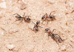 Camponotus ephippium